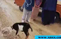 جبهة تحرير مورو الإسلامية مع ضخمة الثدي وضيق كس يحب أن يمارس الجنس.