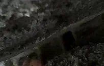 يلعب bbw وشم مع دسار.