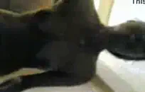 في سن المراهقة بالملل تمتص حمله من قضيبه.